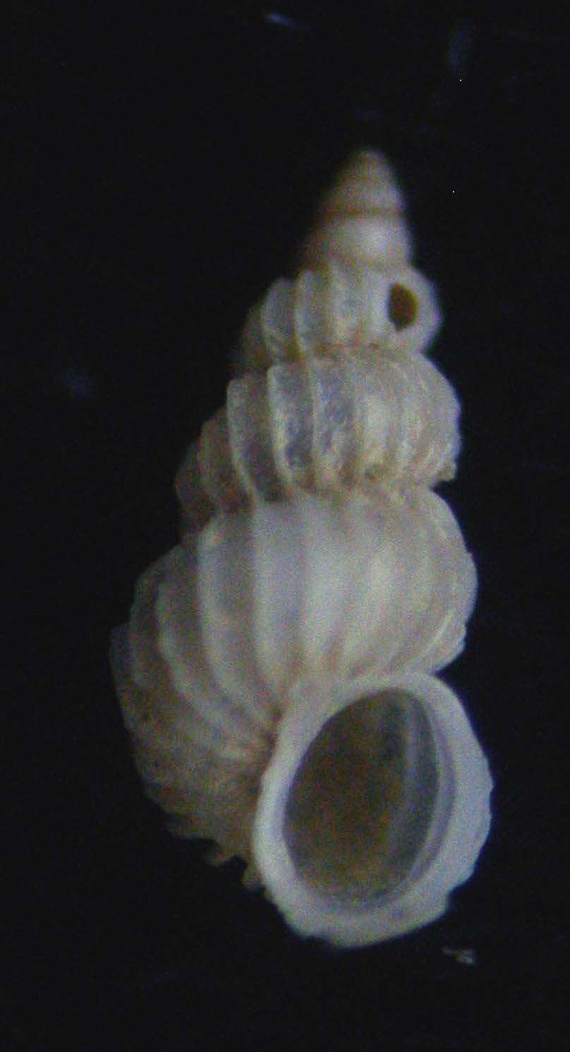 epitonium hispidulum